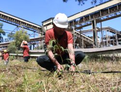 Foto Jadi Energi Terbarukan Masa Depan, Semen Padang Siapkan 19 Ha Lahan untuk Kaliandra