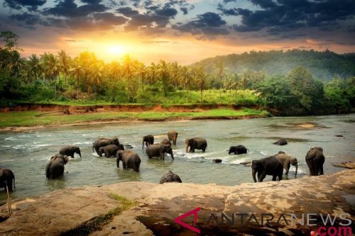 Foto BKSDA Riau Giring Kawanan Gajah Liar Jauhi Pemukiman Warga