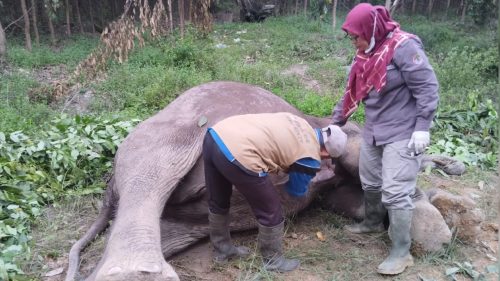 Foto Gajah Jantan Ditemukan Mati di Pelalawan, BBKSDA Riau: Diduga Diracun