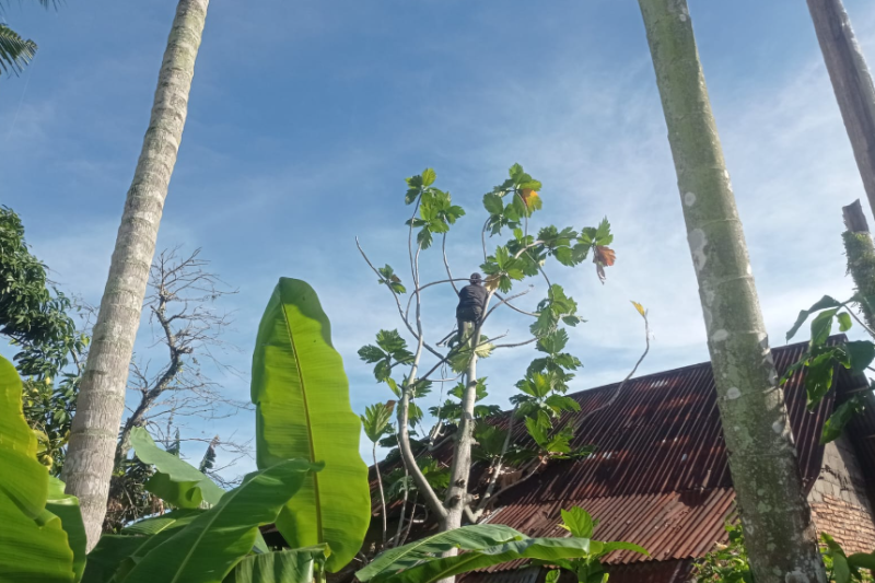 Foto Dua Pohon Tumbang Timpa Rumah Warga di Padang