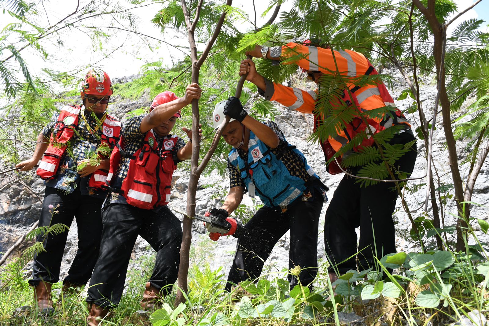 Foto Semen Padang Panen Perdana Kaliandra di Area Reklamasi Bekas Tambang