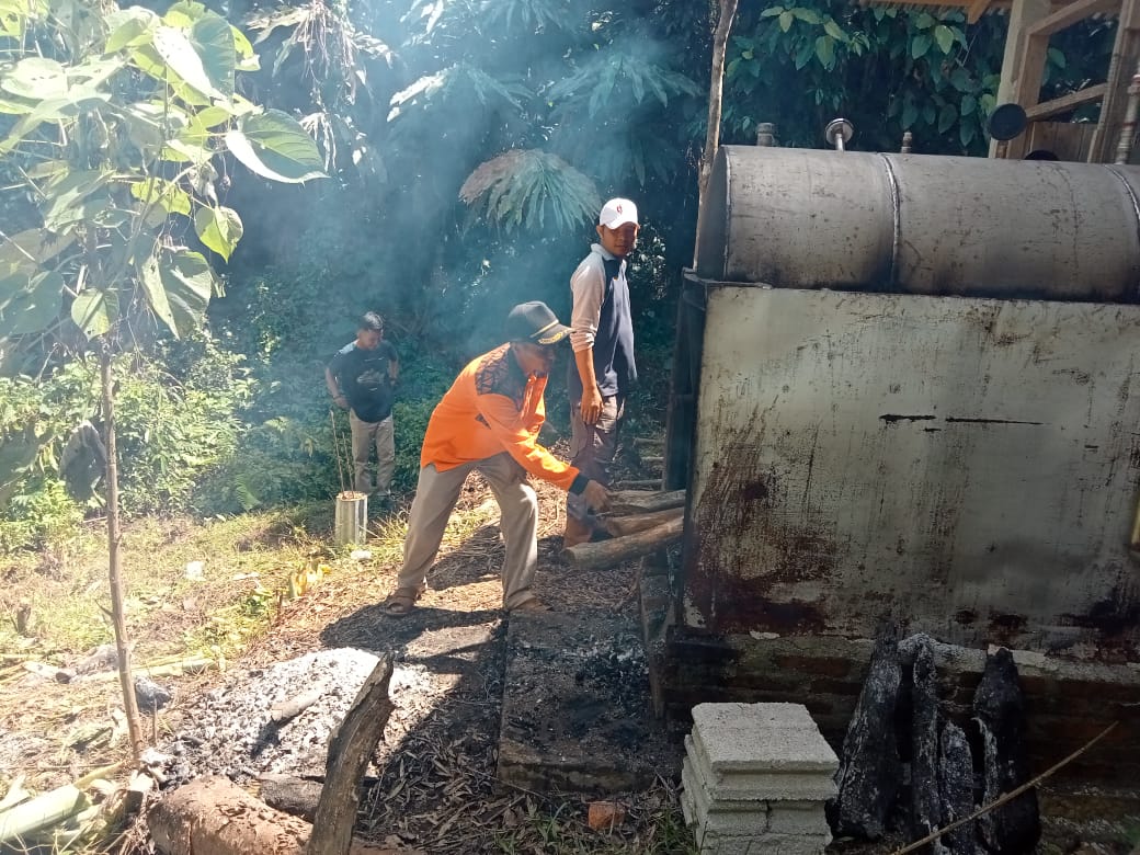 Foto Ada 8 Hektar, Masyarakat Tanjung Bonai Aur Mulai Panen Minyak Kayu Putih