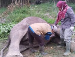 Foto Gajah Jantan Ditemukan Mati di Pelalawan, BBKSDA Riau: Diduga Diracun