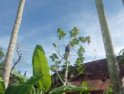 Foto Dua Pohon Tumbang Timpa Rumah Warga di Padang