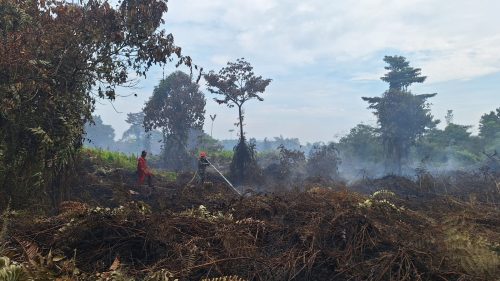 Foto Polresta Pekanbaru Periksa 3 Saksi Terkait Karhutla di Payung Sekaki