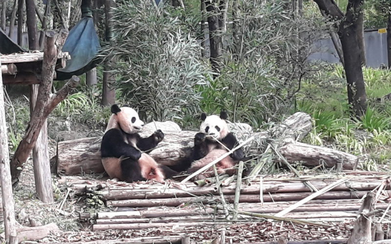 Foto Panda, Kekayaan Nasional Tiongkok yang Paling Berharga