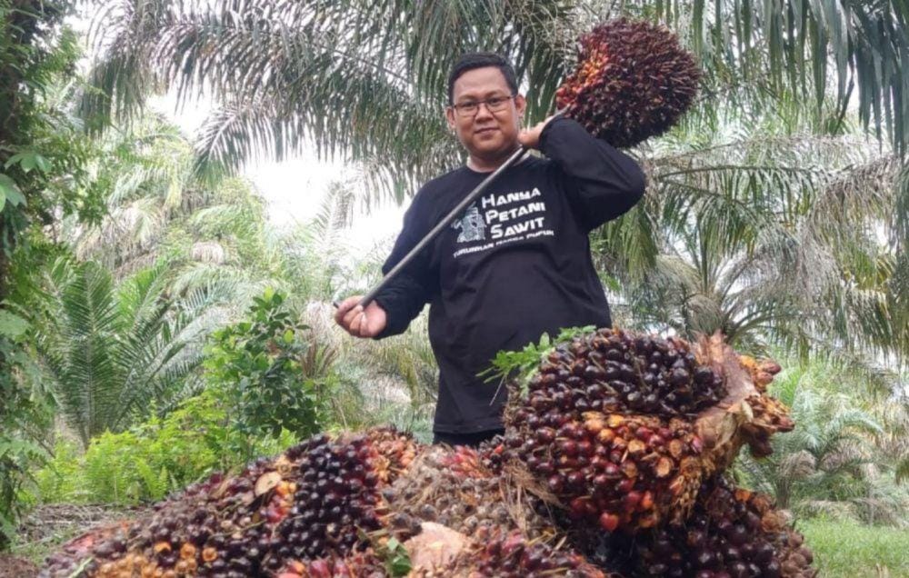 Foto Naik, Inilah Daftar Harga Kelapa Sawit Petani Mitra Swadaya di Riau