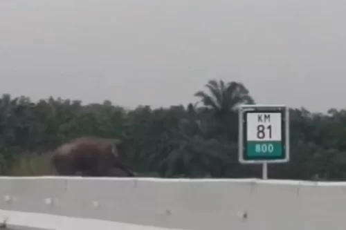 Foto Viral Gajah Melintas di Tol Permai, BBKSDA Riau: Itu Getar