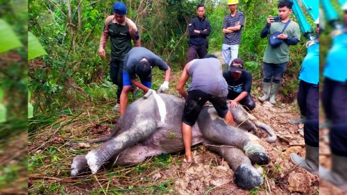 Foto Anak Gajah Sumatera di Riau Mati Usai Kaki Inveksi, Begini Kata BBKSDA