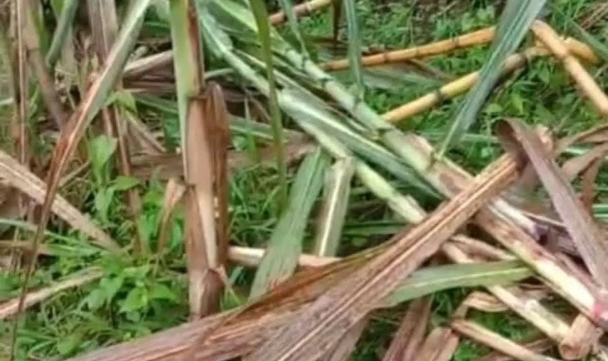 Foto Beruang Madu Merusak Kebun Tebu Warga di Agam