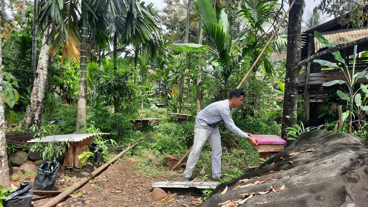 Foto Menggarap Untung dari Madu Lebah Galo-Galo