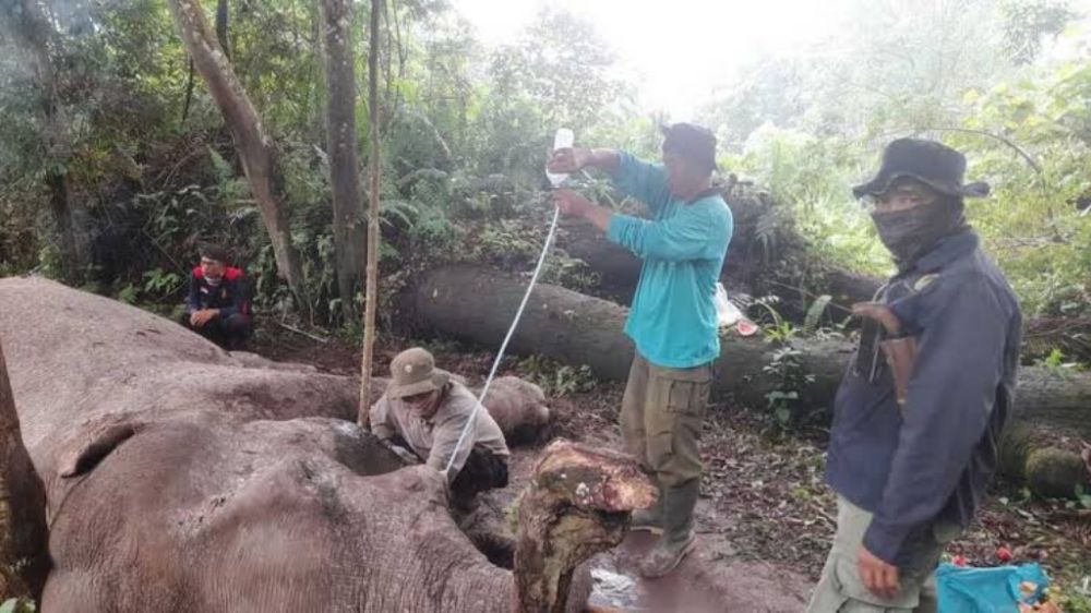 Foto Polisi Cari Pelaku Pembunuhan Gajah Mati Diracun di TNTN