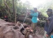 Foto Polisi Cari Pelaku Pembunuhan Gajah Mati Diracun di TNTN