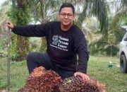 Foto Harga Kelapa Sawit Mitra Swadaya di Riau Naik Lagi