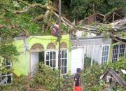 Foto Pohon Tumbang Timpa Empat Rumah di Padang