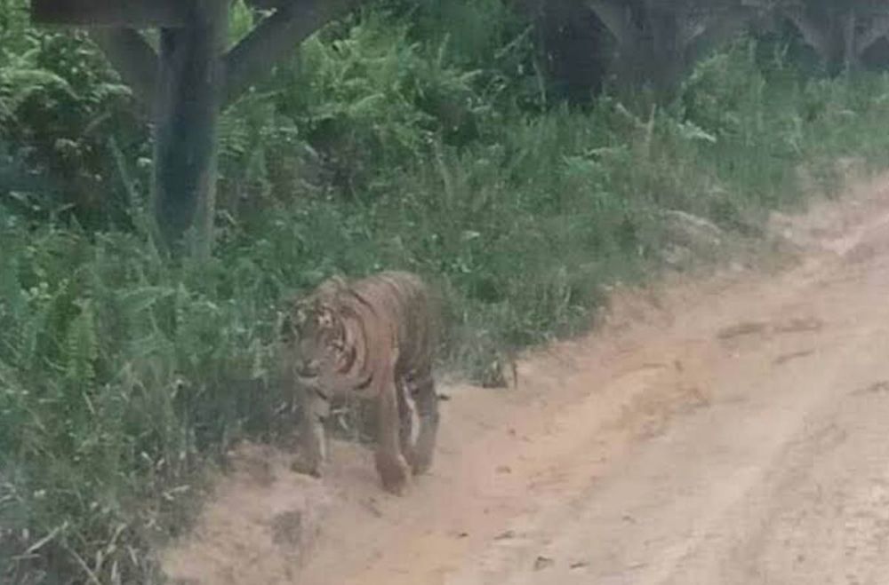 Foto BBKSDA Riau Sebut Penampakan Harimau di Siak Bukan Akibat Konflik