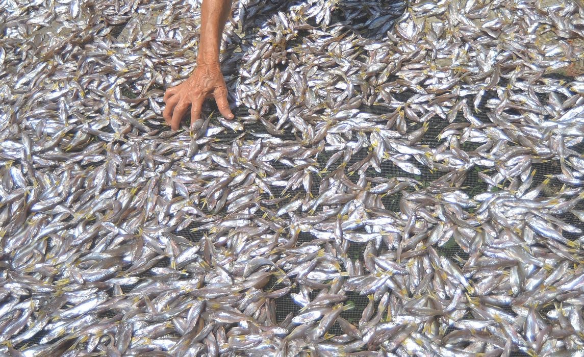 Foto Ancaman Kepunahan Ikan Bilih Danau Singkarak Beginu Upaya Penanganannya
