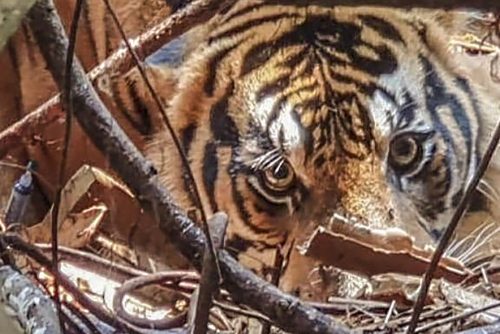 Foto Harimau Serang Bocah di Siak, Ini Kata BBKSDA Riau