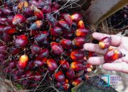 Foto Harga Kelapa Sawit Mitra Plasma Juga Ikut Naik Minggu Ini