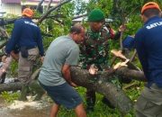 Foto Cuaca Ekstrem di Padang, Sejumlah Pohon Tumbang