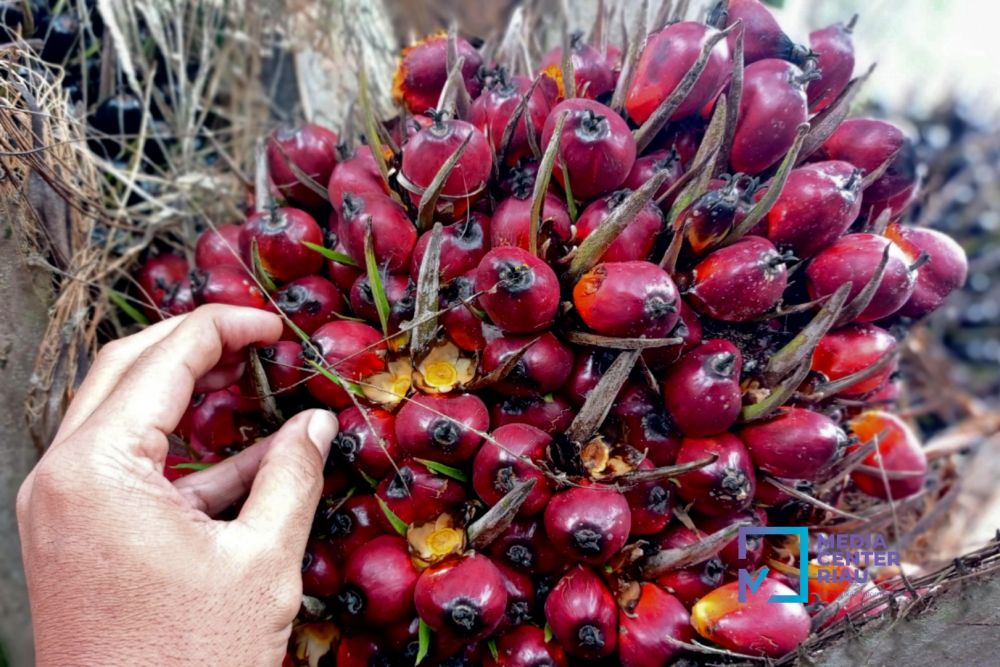 Foto Harga Kelapa Sawit Mitra Plasma di Riau Naik Jadi Rp2.925 per Kg