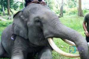 Foto Gajah Sumatera Liar Serang Warga di Pelalawan, Satu Luka-luka