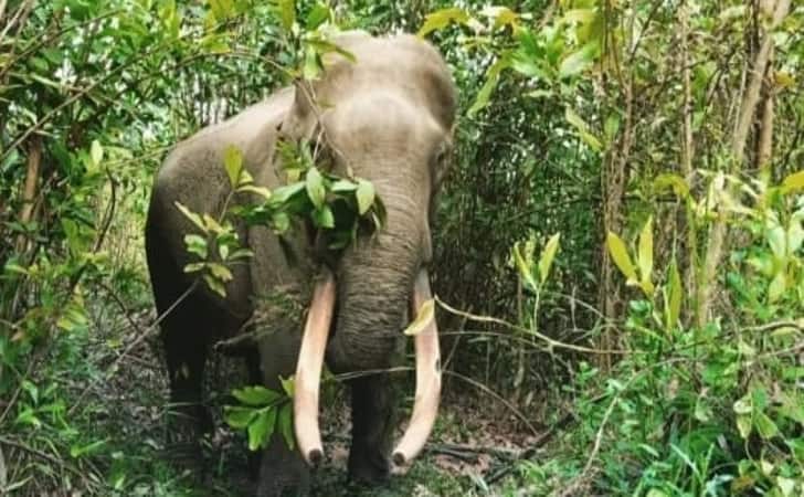 Foto Gajah Rahman Diduga Mati Diracun Oleh Perambah Hutan Di TNTN Pelalawan