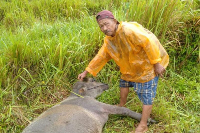 Foto Kerbau Warga Agam Mati Diduga Dimangsa Harimau