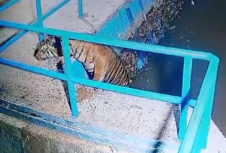 Foto Harimau Berkeliaran di Dekat Saluran PLTMH Kajai Selatan, Warga Diminta Waspada