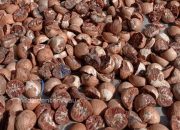 Foto Harga Pinang Kering di Riau Minggu Ini Dihargai Rp5.413 per Kg