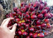 Foto Harga Kelapa Sawit Mitra Plasma di Riau Naik Jadi Rp2.925 per Kg