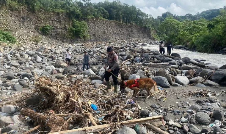 Relawan Nagari Balimbiang dan tim K9 Polda Sumbar melakukan penyisiran di sepanjang sungai mencari korban yang belum ditemukan. (ist)