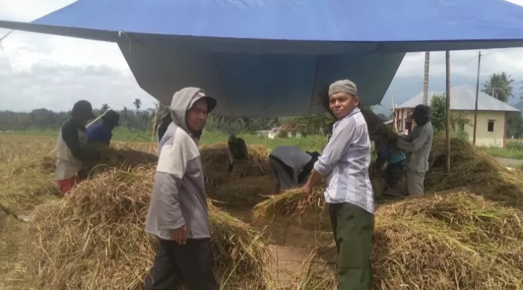 Budayakan Gotong Royong, Buya Zaiful Imra Panen Padi Bersama Petani di Barulak