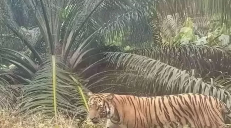 Pekerja Tewas Diterkam Harimau, BBKSDA Riau Lakukan Ini