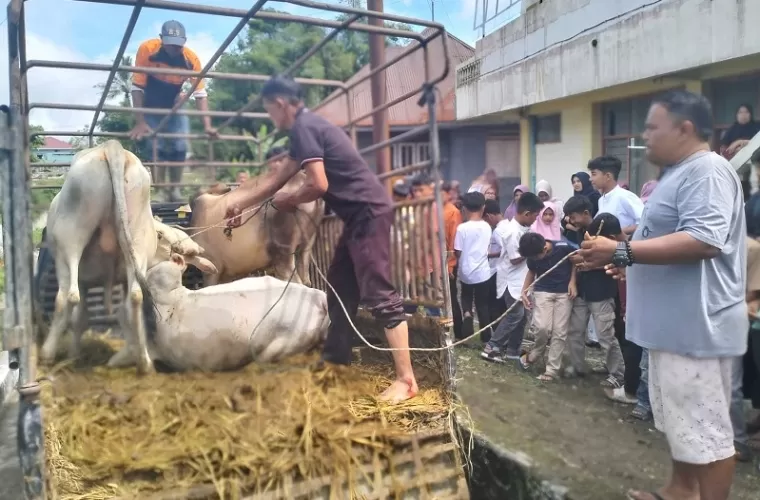 Di Padang Panjang, 620 Kurban Disembelih Saat Idul Adha