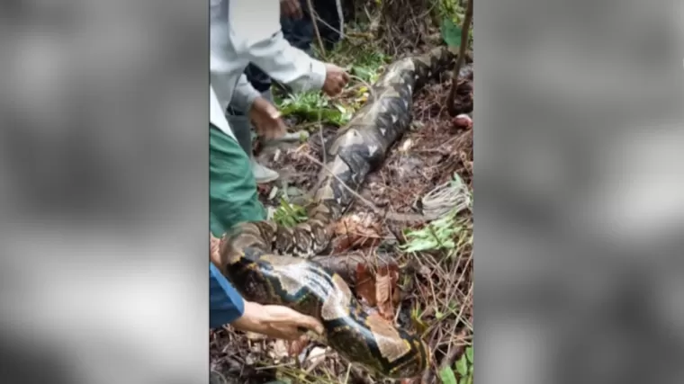 Seorang petani di Sidrap, Sulawesi Selatan ditemukan tewas dalam perut ular piton. (Foto: YouTube METRO TV)