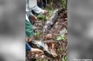 Seorang petani di Sidrap, Sulawesi Selatan ditemukan tewas dalam perut ular piton. (Foto: YouTube METRO TV)