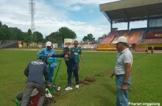 KELUPAS- Supomo Hariyadi memeriksa rumput Stadion H. Agus Salim, Padang yang sudah dikelupas pekerja, Minggu (16/6/2024) pagi. (dede amri)