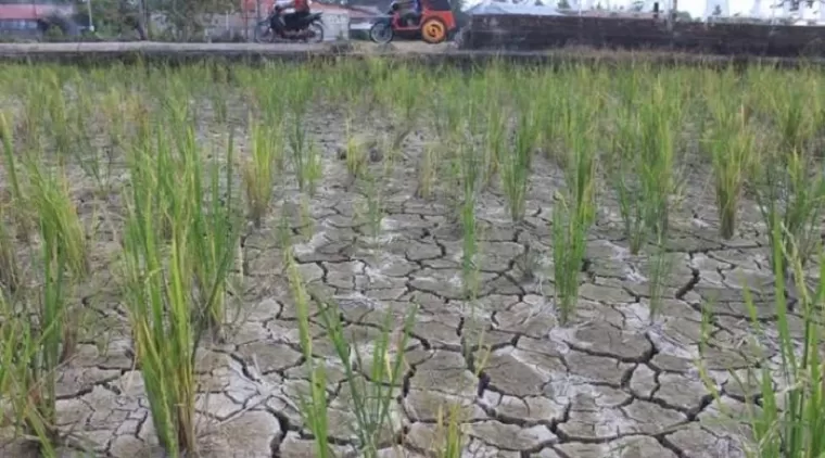 Cuaca Panas, Ribuan Hektare Sawah di Padang Terancam Kekeringan