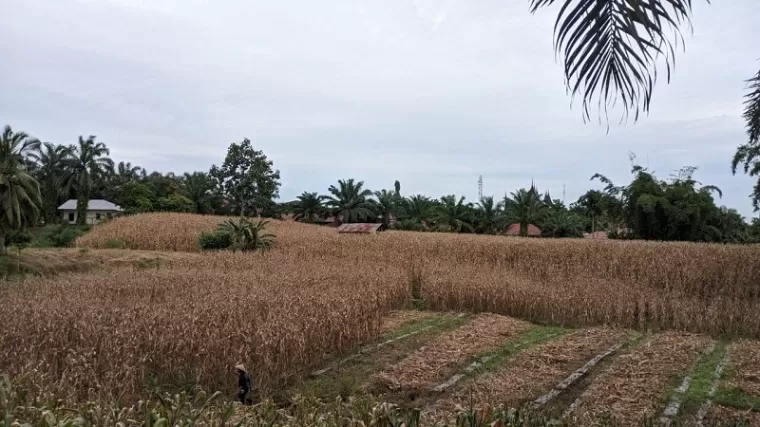 Harga Jagung Kering Terjun Bebas, Petani di Pasaman Barat Memilih Tunda Panen