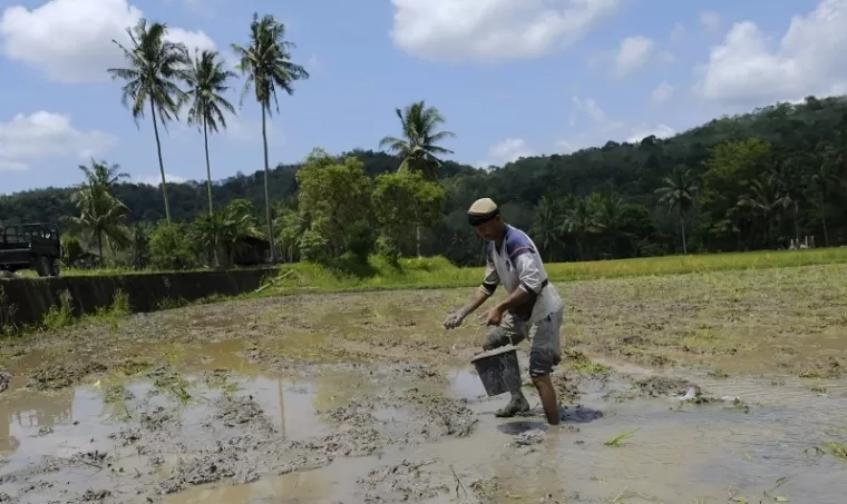 Petani di Desa Talawi Hilir ini tengah menyebarkan pupuk dengan campuran abu pembakaran batubara sebelum mulai bertanam.(armadison)