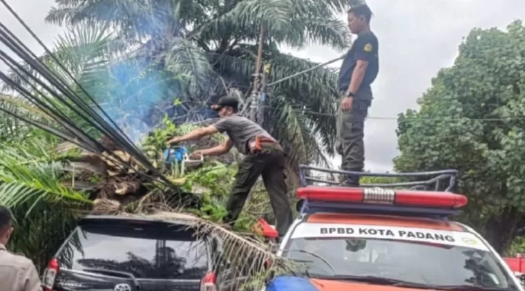 BPBD Padang Evakuasi Pohon Tumbang Timpa Mobil Warga