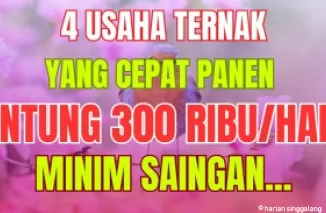 Ilustrasi ide usaha ternak cepat panen 2024. (Foto: kanal Youtube Inspirasi Pagi)