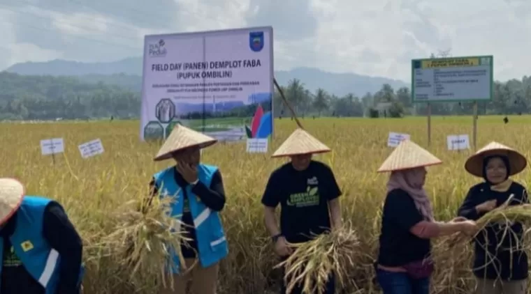 8,7 Ton Gabah Kering Dipanen Poktan Maju Basamo