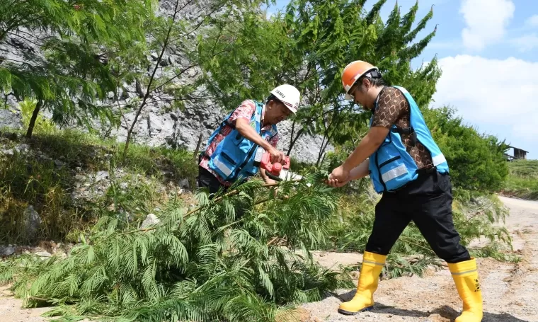 Sejumlah petugas tengah melakukan pemanenan kayu Kaliandra yang ditanam oleh PT Semen Padang di lahan bekas tambang batu kapur.Ist