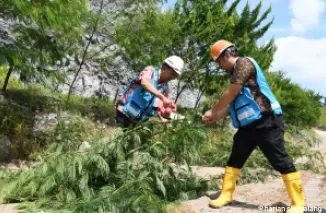 Sejumlah petugas tengah melakukan pemanenan kayu Kaliandra yang ditanam oleh PT Semen Padang di lahan bekas tambang batu kapur.Ist