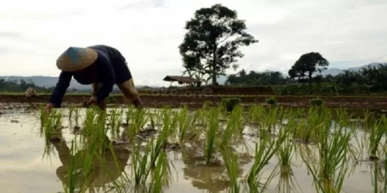 Areal Pertanian di Padang Makin Berkurang