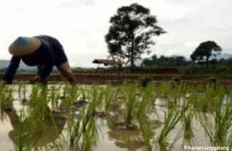 Areal Pertanian di Padang Makin Berkurang