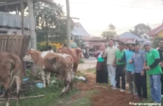 Populasi Ternak Berkembang di Sumbar, Tahun Ini 100 Sapi Diberikan ke Keltan