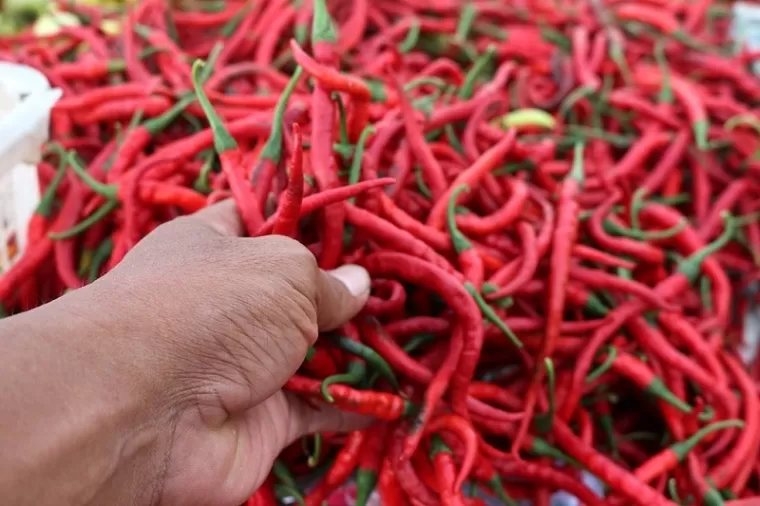 Harga Cabai Merah di Padang Panjang Turun